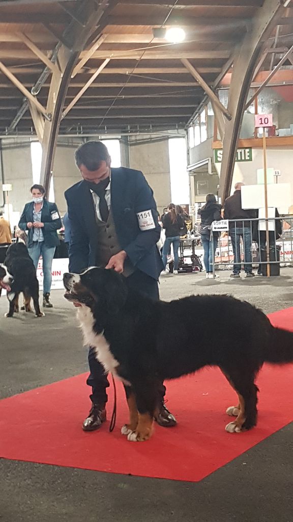 Du Loup Endormi - 25-10-2020 CACIB de POITIERS