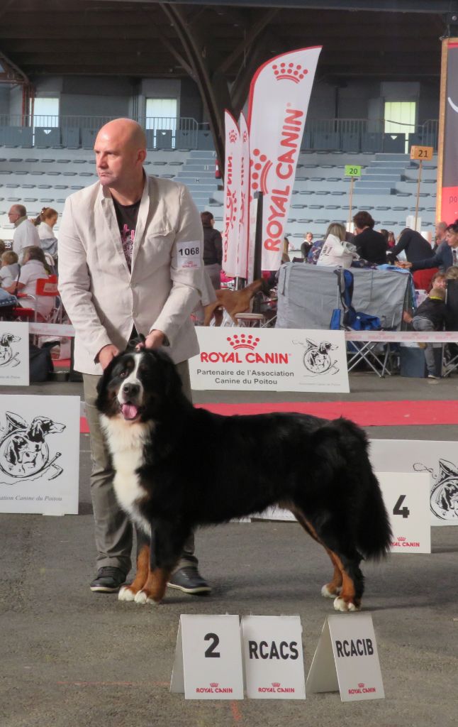 Du Loup Endormi - CACIB de Poitiers (86) 