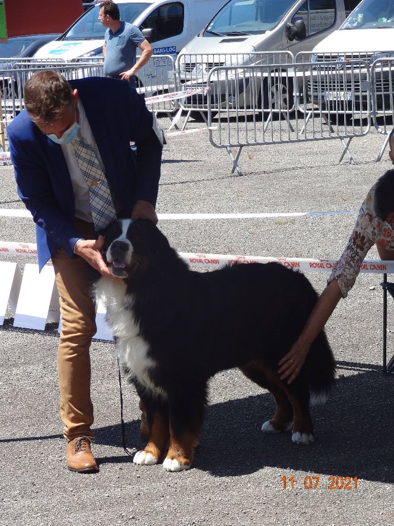 Du Loup Endormi - 11-07-2021 CACIB de Limoges (87)