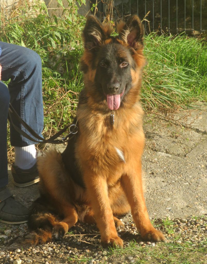 CH. Anouck kaïko (Sans Affixe)