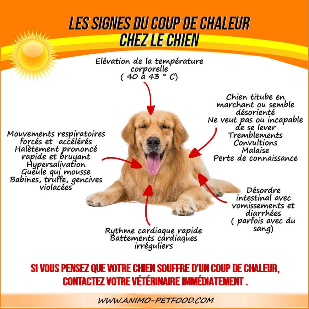 Article de "Le Mag du Chien"