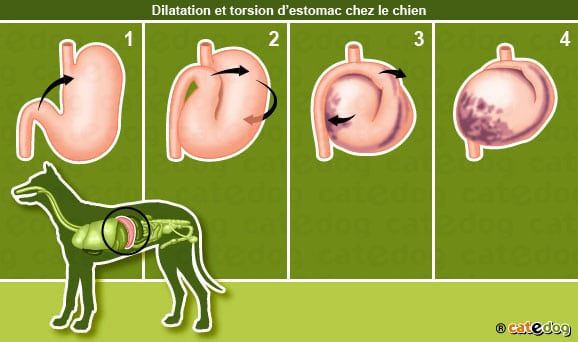 La Dilatation-Torsion d'estomac