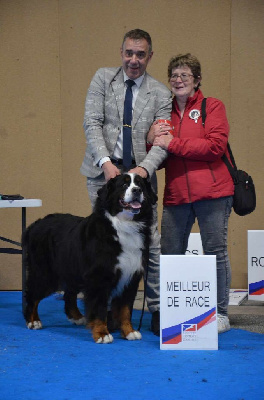 CH. Léonardo ii twinas du Haras de la Vergne - 1er ex Vétéran-CACIB-V -MEILLEUR DE RACE
