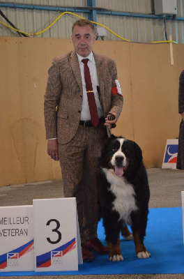 CH. Léonardo ii twinas du Haras de la Vergne - 1er ex Vétéran - CACIV-V - Meilleur Vétéran