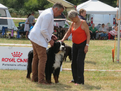 CH. Léonardo ii twinas du Haras de la Vergne - 1er excellent Vétéran - CACS-V Meilleur Vétéran