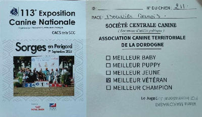 CH. Léonardo ii twinas du Haras de la Vergne - 1er excellent Vétéran - CACS-V Meilleur Vétéran