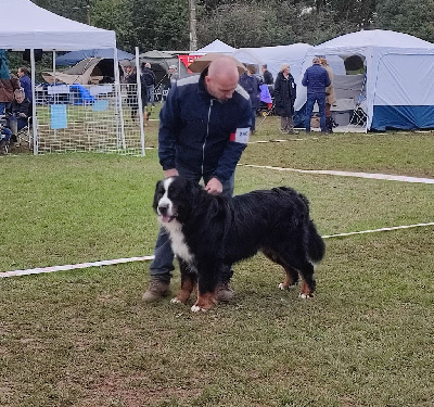 CH. Léonardo ii twinas du Haras de la Vergne - 1er Ex Vétéran - CACV - Meilleur Vétéran